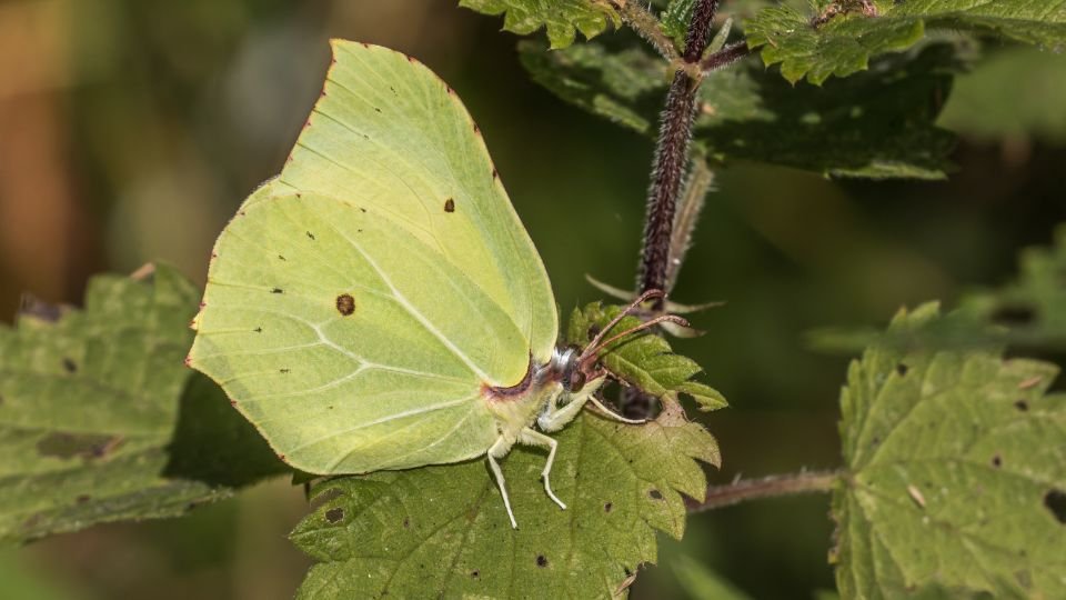 Egy citromlepke pihen egy levélen, zöld színével harmonizálva a környezettel.