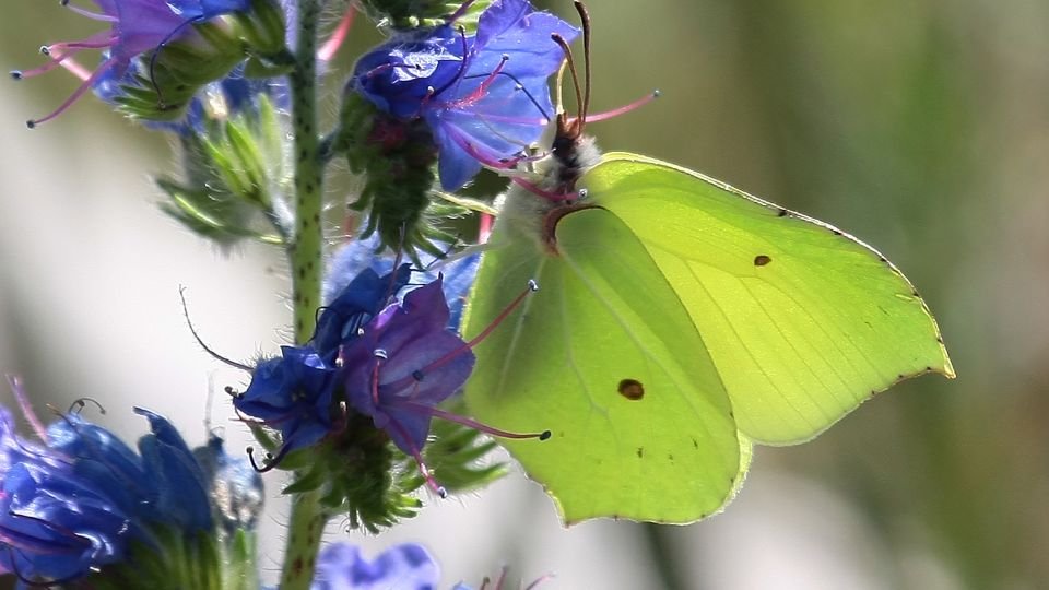 Egy citromlepke zöld szárnyai virágok között pihenve, gyönyörű természetes környezetben.