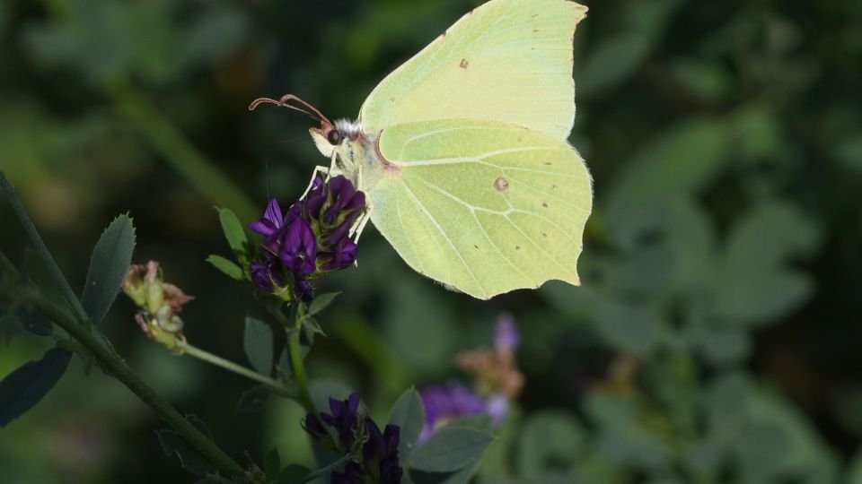Egy citromlepke virágon pihen, zöld szárnyai szépen kirajzolódnak a háttérben.