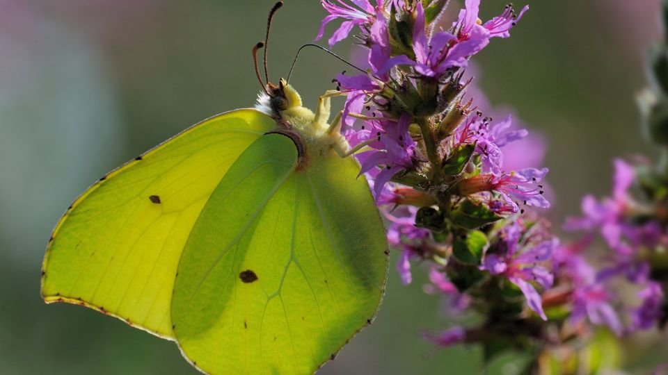 Egy citromlepke virágon pihen, szárnyai élénk sárgák.