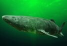 gronlandi capa Somniosus microcephalus