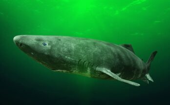 gronlandi capa Somniosus microcephalus
