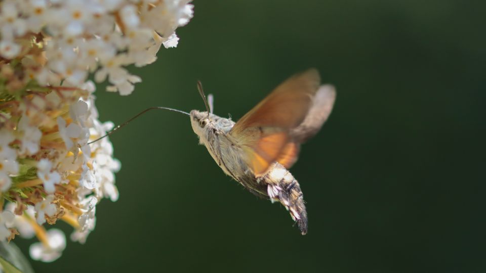 kacsafarku szender Macroglossum stellatarum 1