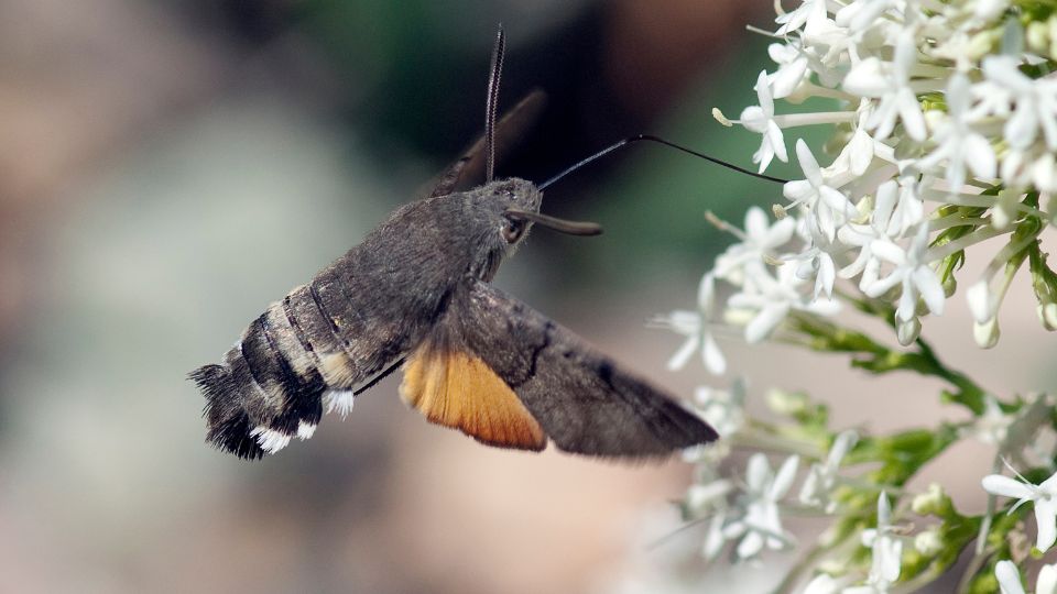 kacsafarku szender Macroglossum stellatarum 2