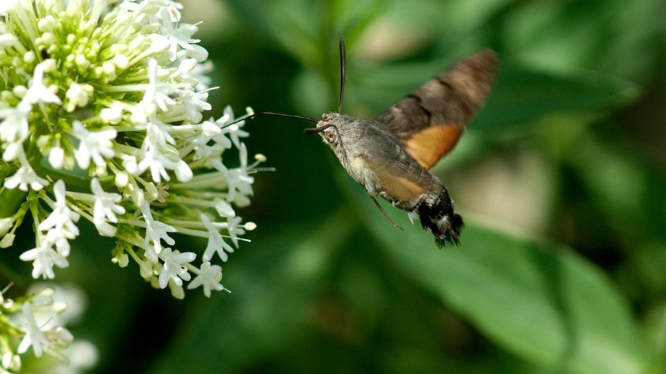 kacsafarku szender Macroglossum stellatarum 3