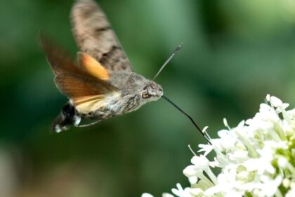 kacsafarku szender Macroglossum stellatarum