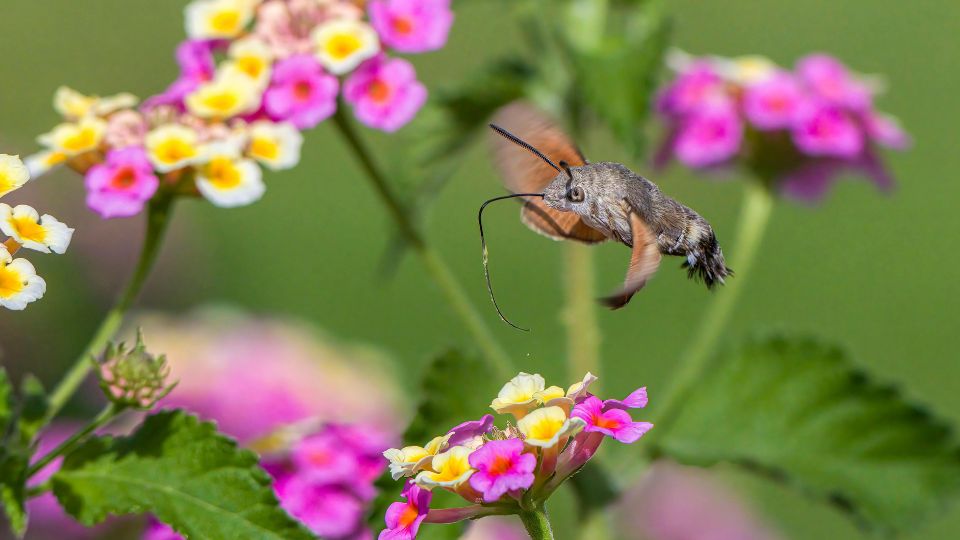 kacsafarku szender Macroglossum stellatarum 5