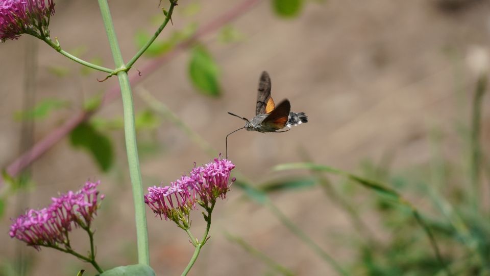 kacsafarku szender Macroglossum stellatarum 6