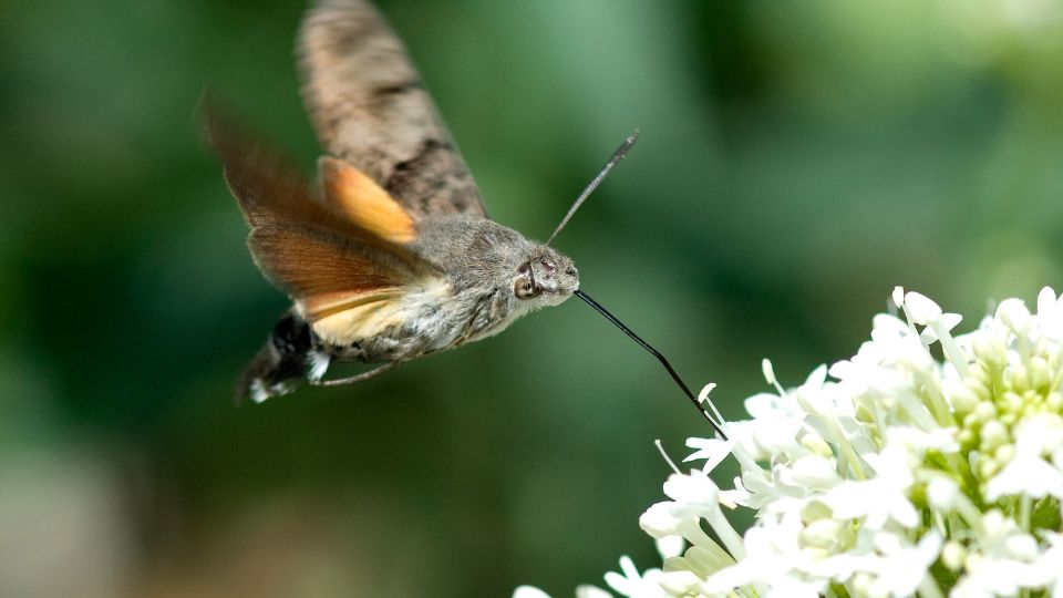 kacsafarku szender Macroglossum stellatarum