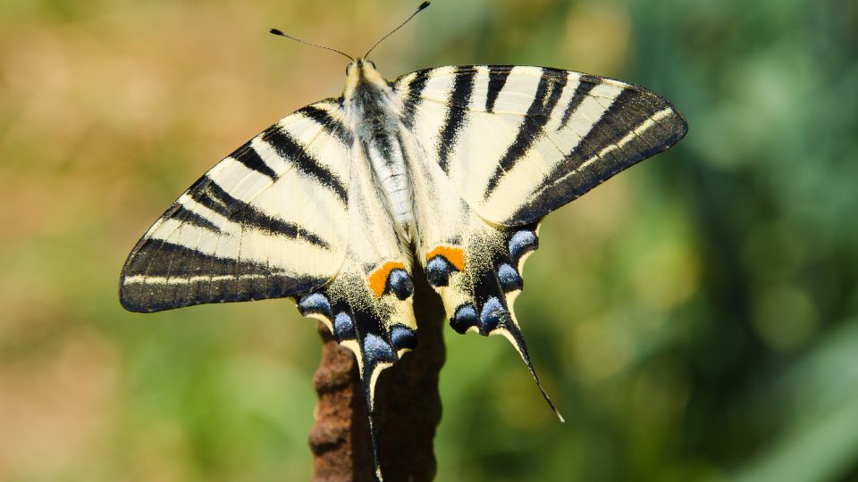 kardoslepke Iphiclides podalirius 1