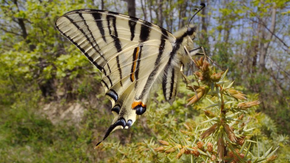 kardoslepke Iphiclides podalirius 2