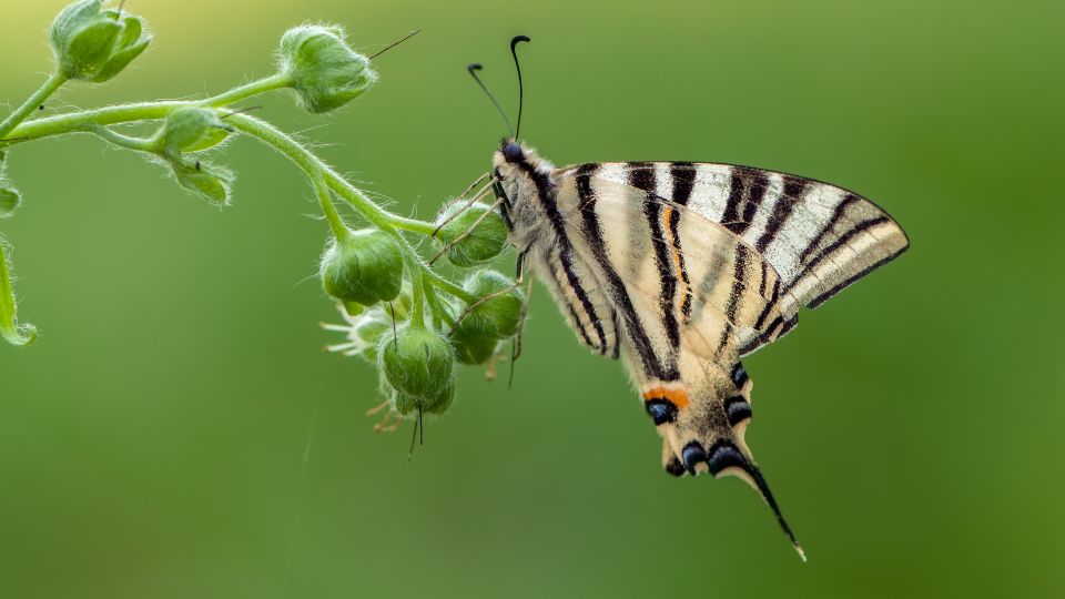 kardoslepke Iphiclides podalirius 3