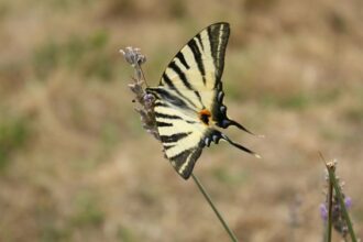 kardoslepke Iphiclides podalirius