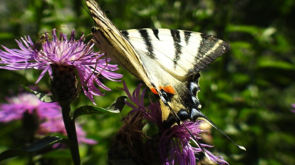 kardoslepke Iphiclides podalirius 4