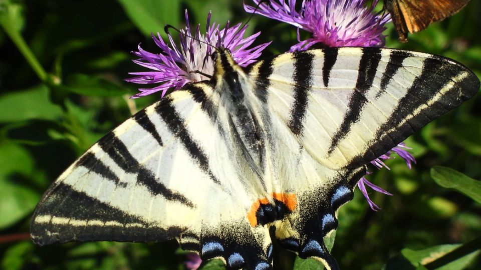 kardoslepke Iphiclides podalirius 5