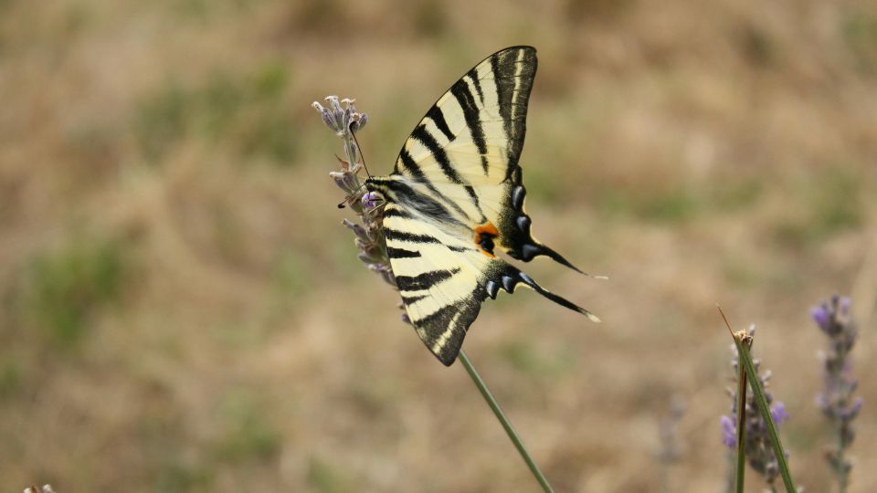 kardoslepke Iphiclides podalirius