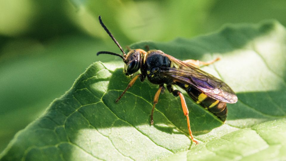 kecskedarazs Vespula vulgaris 1