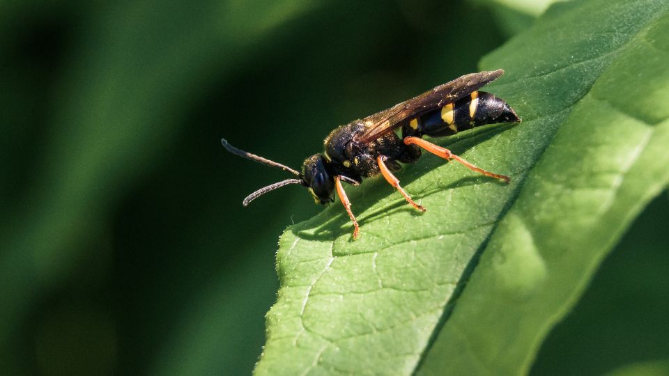 kecskedarazs Vespula vulgaris 2
