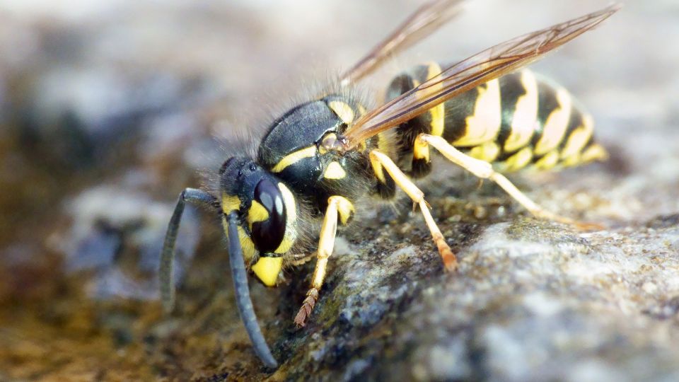 kecskedarazs Vespula vulgaris 3