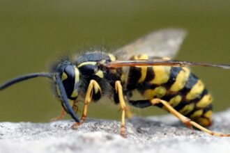 kecskedarazs Vespula vulgaris 4