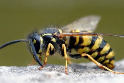 kecskedarazs Vespula vulgaris 4