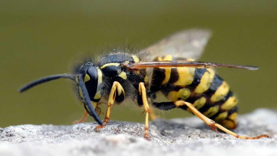 kecskedarazs Vespula vulgaris 4