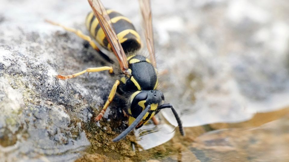 kecskedarazs Vespula vulgaris 5