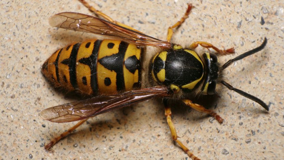kecskedarazs Vespula vulgaris