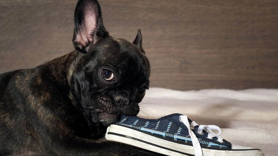 Egy francia bulldog egy sportcipőt rágcsál, játékos és kíváncsi.