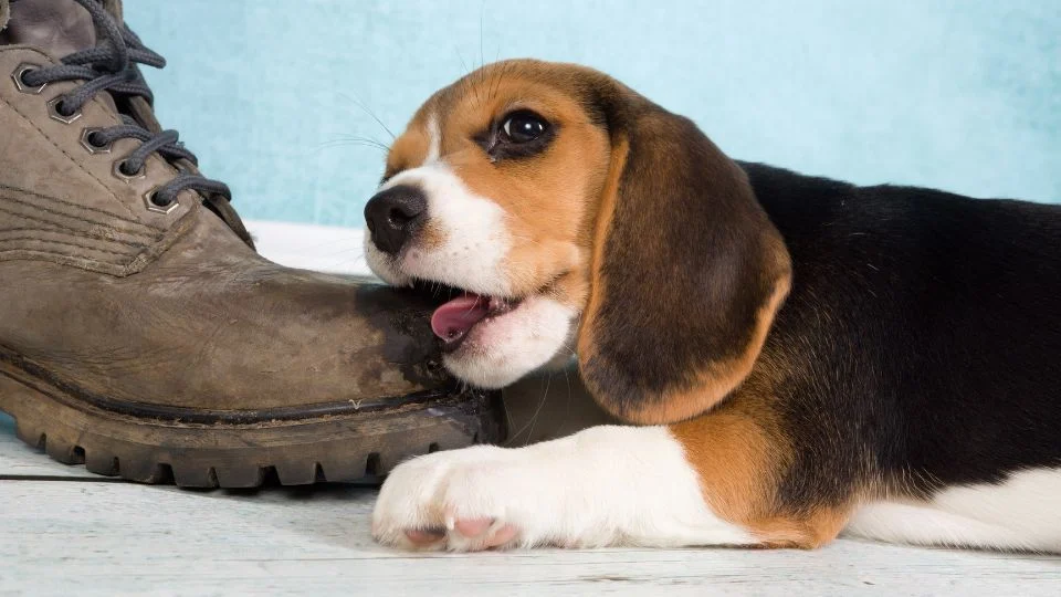 Egy beagle kölyök éppen egy csizmát rágcsál, játékos és kíváncsi.