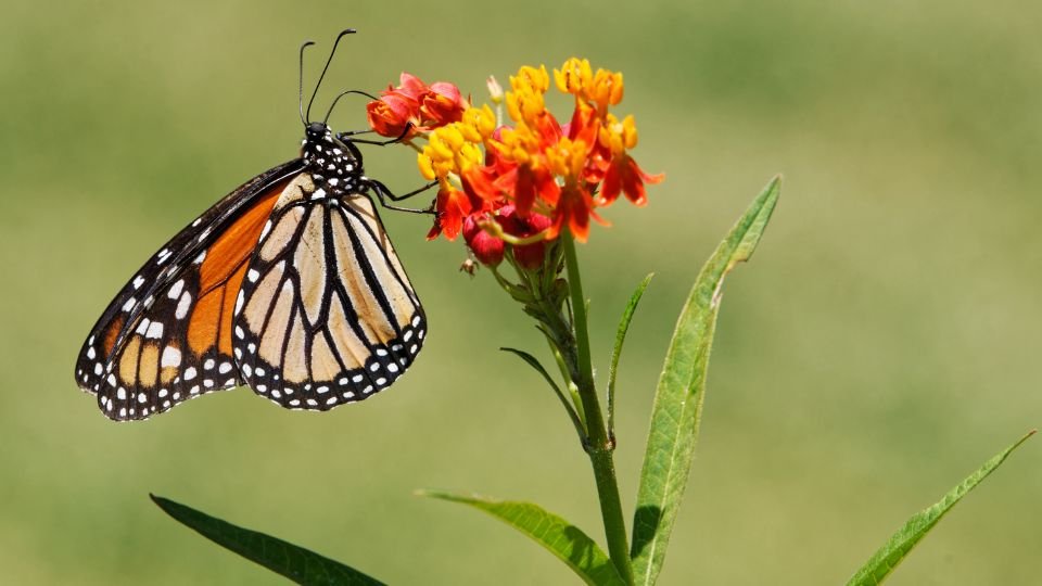 Egy gyönyörű lepkefaj, a Monarch, virágon pihenve, színes szárnyakkal.