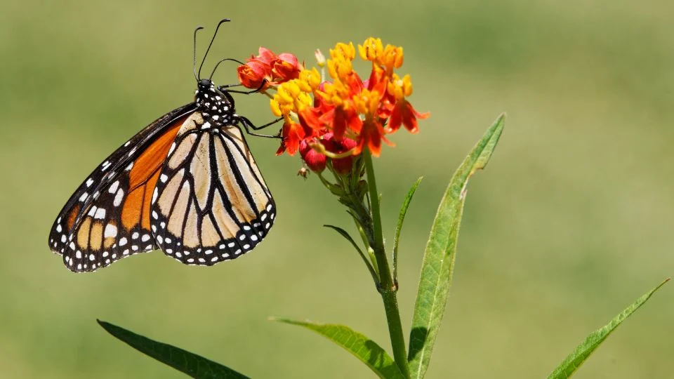 Egy gyönyörű lepkefaj, a Monarch, virágon pihenve, színes szárnyakkal.
