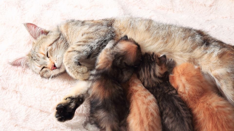 Egy macska pihen, miközben négy kölyke szopik tőle.