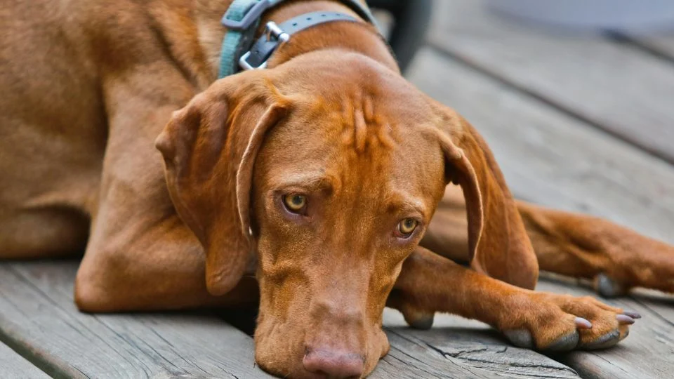 Egy magyar vizsla pihen a fa padlón, nyugodt és figyelmes tekintettel.