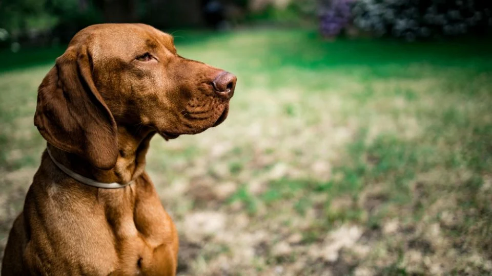 Egy magyar vizsla ül a zöld fűben, nyugodt és figyelmes arckifejezéssel.