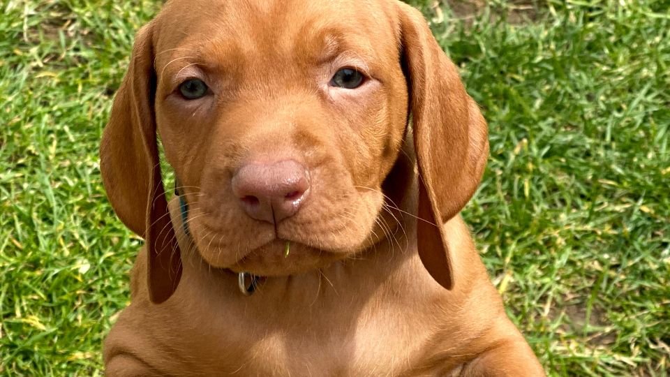 Egy fiatal magyar vizsla kutya ül a zöld fűben, kíváncsi tekintettel néz a kamerába.