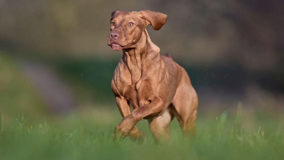Egy magyar vizsla fut a zöld fűben, energikus és játékos megjelenéssel.