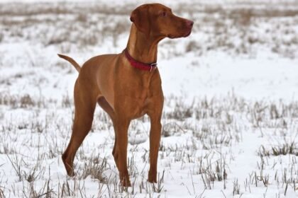 Egy magyar vizsla áll a hóval borított mezőn, figyelmesen néz előre.