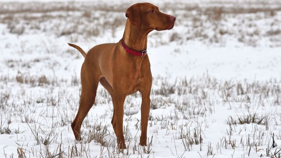 Egy magyar vizsla áll a hóval borított mezőn, figyelmesen néz előre.