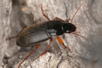 nagy selymesfuto Harpalus rufipes