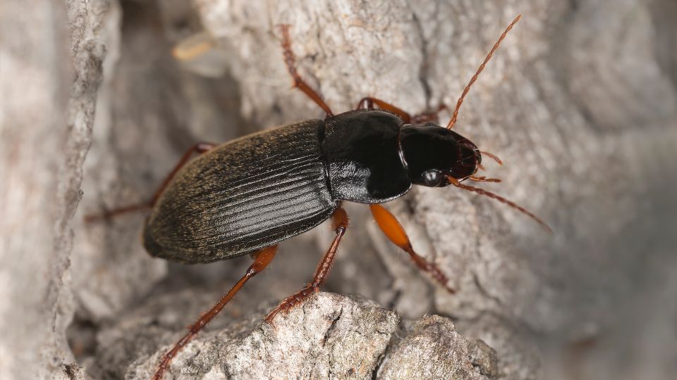 nagy selymesfuto Harpalus rufipes