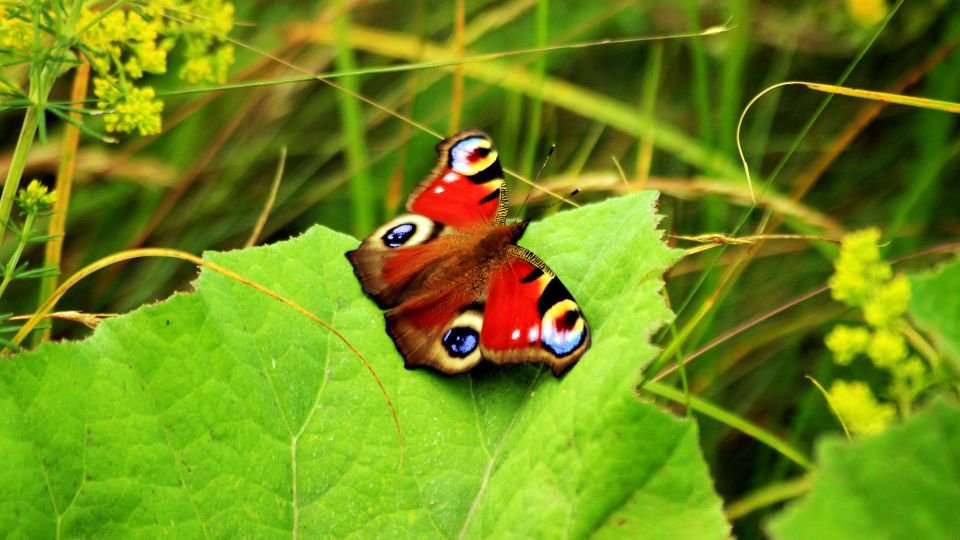 Egy nappali pávaszem lepke pihen egy zöld levélen, színes szárnyai szépen kirajzolódnak.