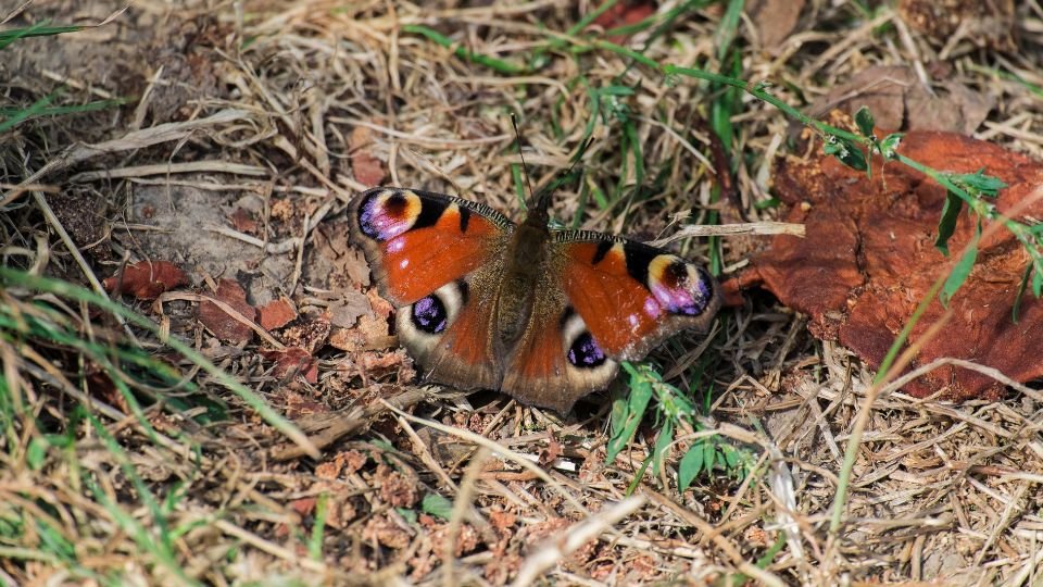 Egy nappali pávaszem pillangó pihen a fűben, színes szárnyaival.