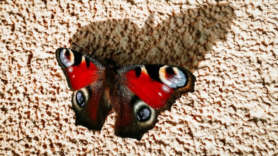 Egy nappali pávaszem pillangó pihen egy világos falon, színes szárnyai szépen kirajzolódnak.