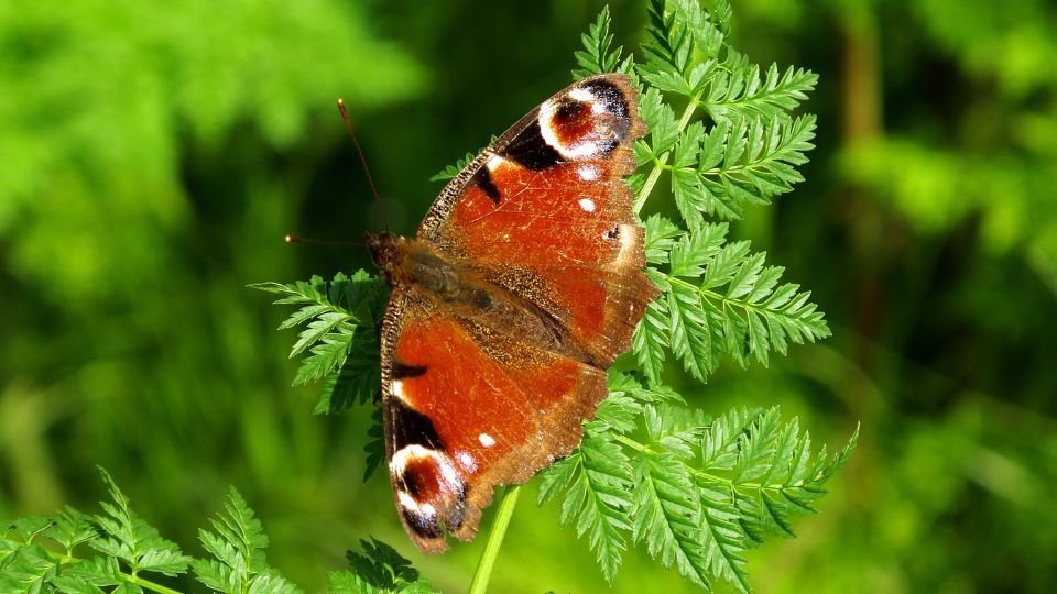 Egy nappali pávaszem pillangó zöld leveleken pihen, színes szárnyai szépen kirajzolódnak.