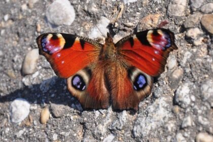 Egy nappali pávaszem lepkét ábrázoló kép, élénk színekkel.