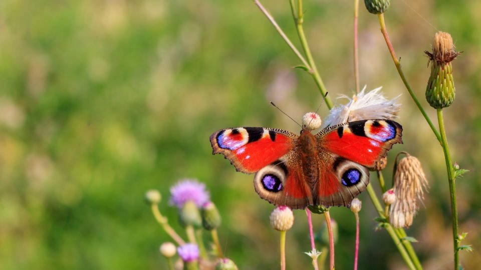 Egy nappali pávaszem pillangó virágok között, színes szárnyakkal.