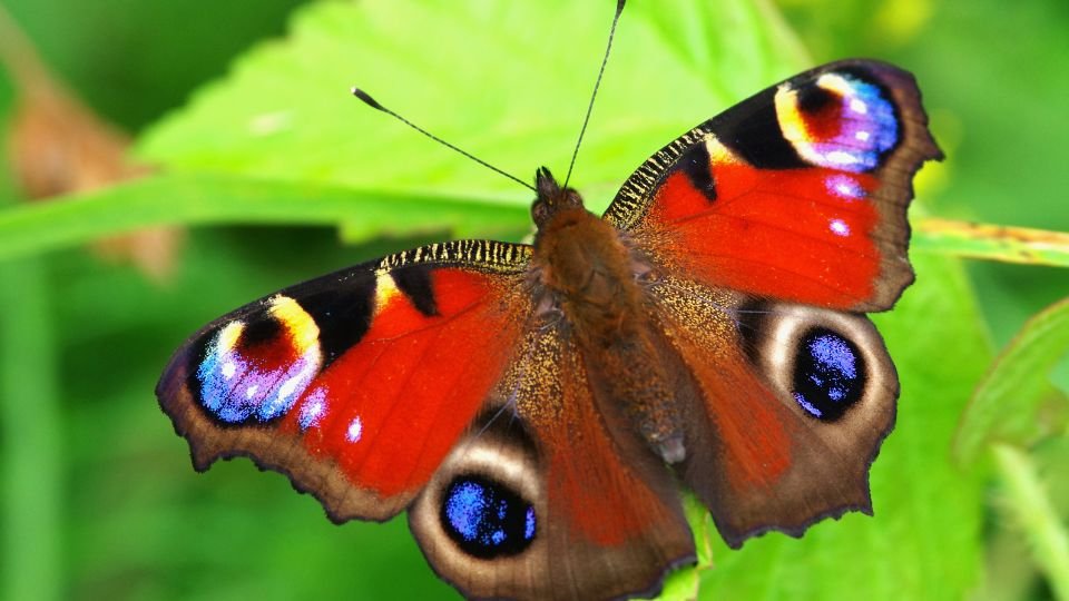 Egy gyönyörű nappali pávaszem pillangó, élénk színekkel és mintázattal.