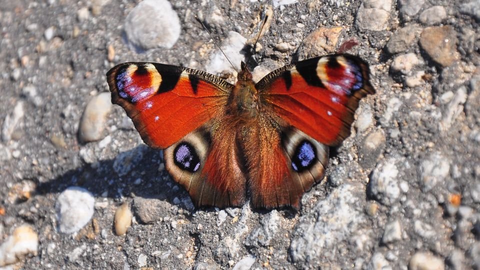 Egy nappali pávaszem lepkét ábrázoló kép, élénk színekkel.