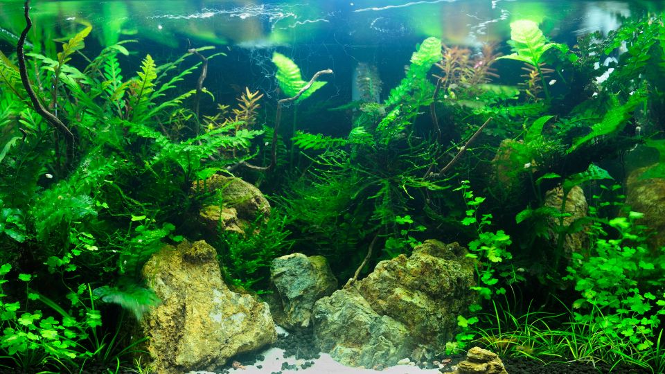 novenyek az akvariumban